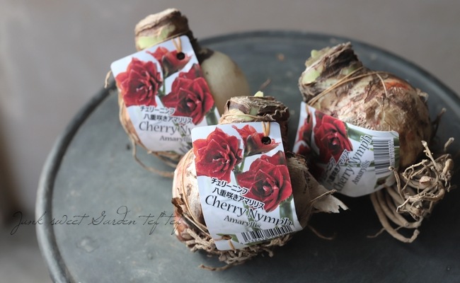 八重咲きアマリリス 『チェリーニンフ』 球根1球 室内で楽しめる