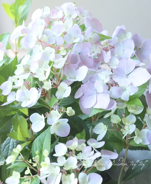 超最新新品種！】 紫陽花 ラグランジア 『クリスタルヴェール2』 花芽