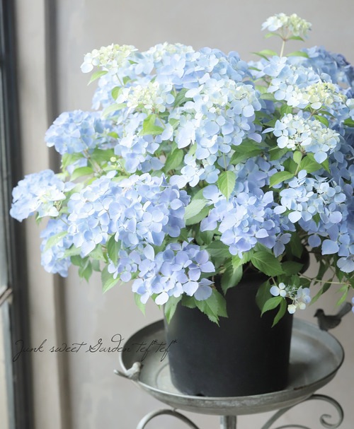 超最新新品種！】 紫陽花 ラグランジア 『クリスタルヴェール2』 花芽