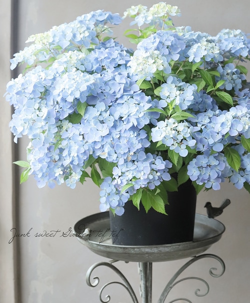 超最新新品種！】 紫陽花 ラグランジア 『クリスタルヴェール2』 花芽