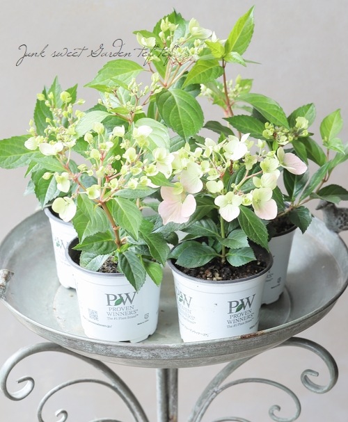 超最新新品種！】 紫陽花 ラグランジア 『クリスタルヴェール2