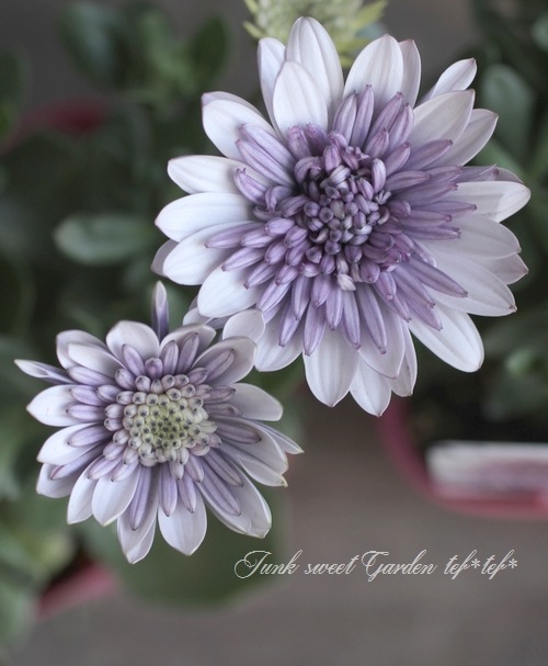 八重咲きダブル・オステオスペルマム 3D『バイオレットアイス