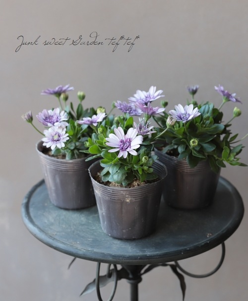 八重咲きダブル・オステオスペルマム 3D『バイオレットアイス