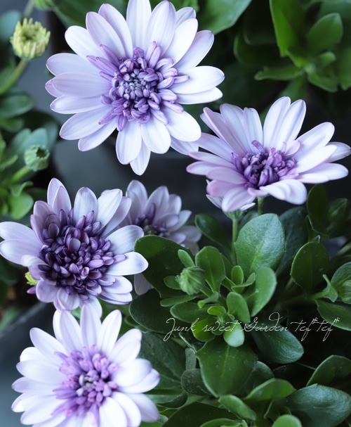 八重咲きダブル・オステオスペルマム 3D『バイオレットアイス