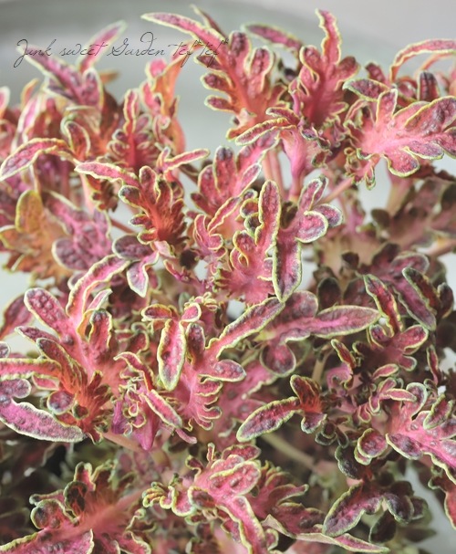 ���ꥦ�����Х�åƥ����إ�륻�ǥ���