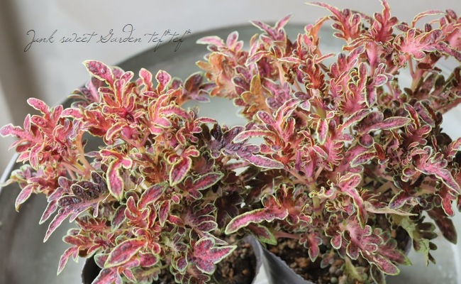 ���ꥦ�����Х�åƥ����إ�륻�ǥ���