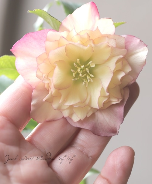 クリスマスローズ 『川久保交配・多弁ダブル』 2025【No.42】 | すべて