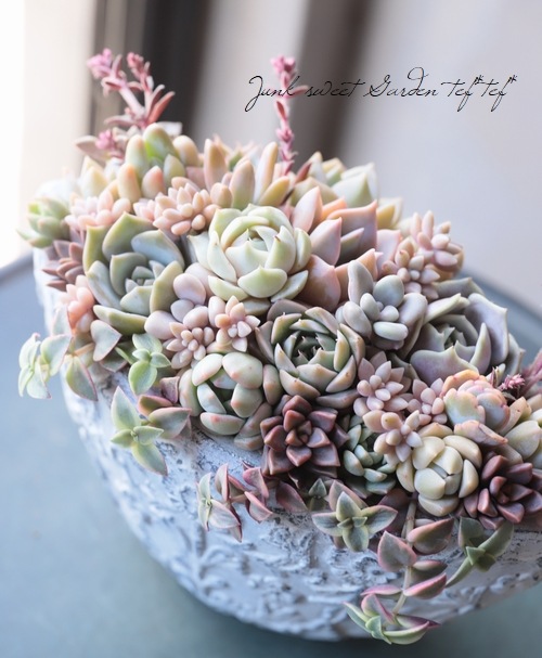 -TEFNIQUE-寄せ植え 2019 * no.28 * 『多肉植物のアンティークピンク』-Junk sweet Garden tef*tef* -TEFNIQUE-寄せ植え 2019 * no.28 * 『多肉植物のアンティークピンク』-Junk sweet Garden tef*tef*