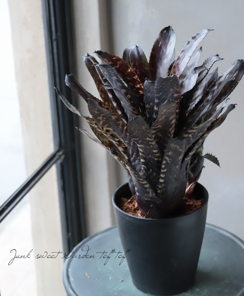 ���󥯥֥���ꥢ�������ᥢ���إ������ǥ�����Hyb��