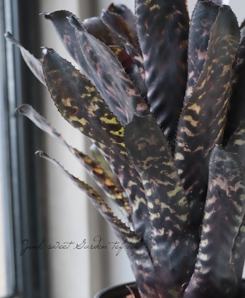 ���󥯥֥���ꥢ�������ᥢ���إ������ǥ�����Hyb��