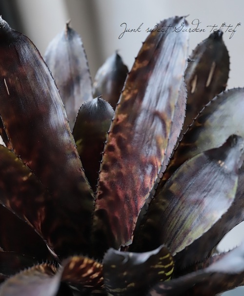 ���󥯥֥���ꥢ�������ᥢ���إ������ǥ�����Hyb��