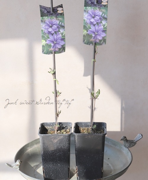 ڵե饰꡼ۥޥåޥˡϡإ˥塼١