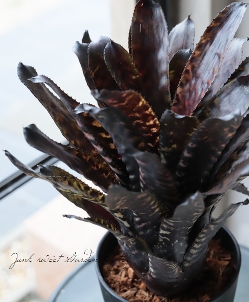 ���󥯥֥���ꥢ�������ᥢ���إ������ǥ�����Hyb��