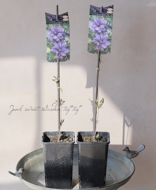 ڵե饰꡼ۥޥåޥˡϡإ˥塼١