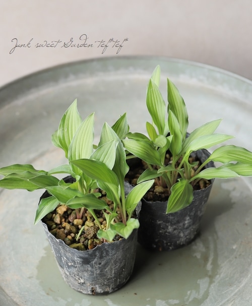 どんどん増える♪ 姫ホスタ　(小型ホスタ) 1苗　斑入り ギボウシ4 小型種を楽しむ | ガーデニング