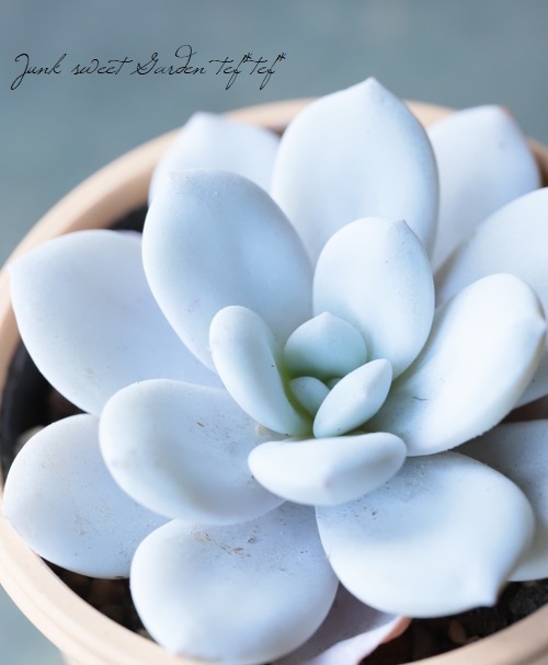 ��¿����ʪ�� �إ饦���١������٥ꥢ°��