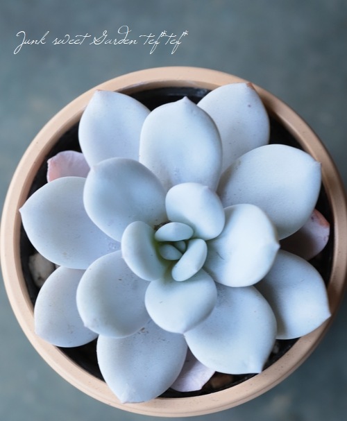 ��¿����ʪ�� �إ饦���١������٥ꥢ°��