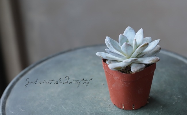 ��¿����ʪ�� �إ饦���١������٥ꥢ°��