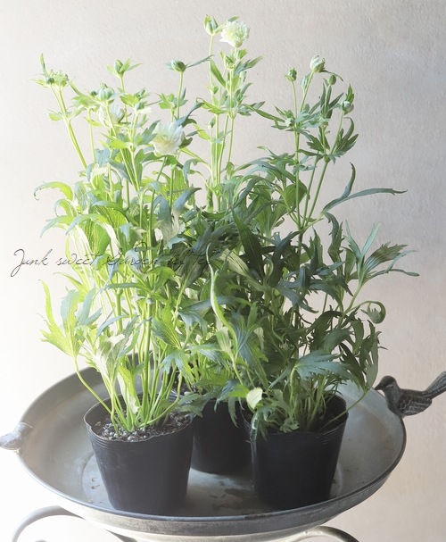 八重咲き秋明菊 『初恋ベール』 細葉 | すべての商品 | | Junk sweet