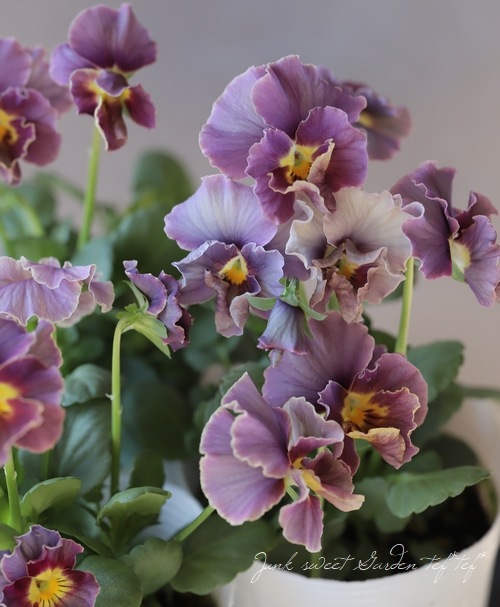 松原園芸さんビオラ『ファルファリア』試作品種2019 No.D | すべての