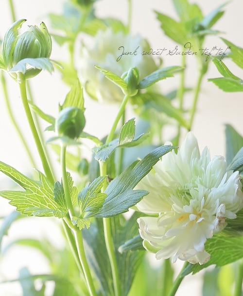 八重咲き秋明菊 『初恋ベール』 細葉 | すべての商品 | | Junk sweet