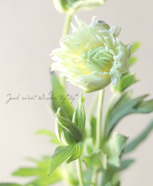 八重咲き秋明菊 『初恋ベール』 細葉 | すべての商品 | | Junk sweet