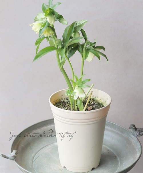 クリスマス　観葉植物　２ Amazon.co.jp: ポインセチア クリスマス 鉢植え 鉢 苗 生花 本物