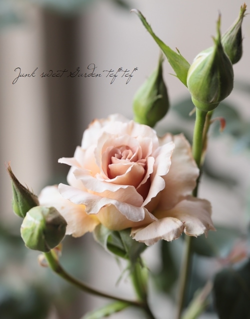 アンティークタッチバラ Ht ジュリア すべての商品 Junk Sweet Garden Tef Tef アンティークタッチバラ Ht ジュリア すべての商品 Junk Sweet Garden Tef Tef