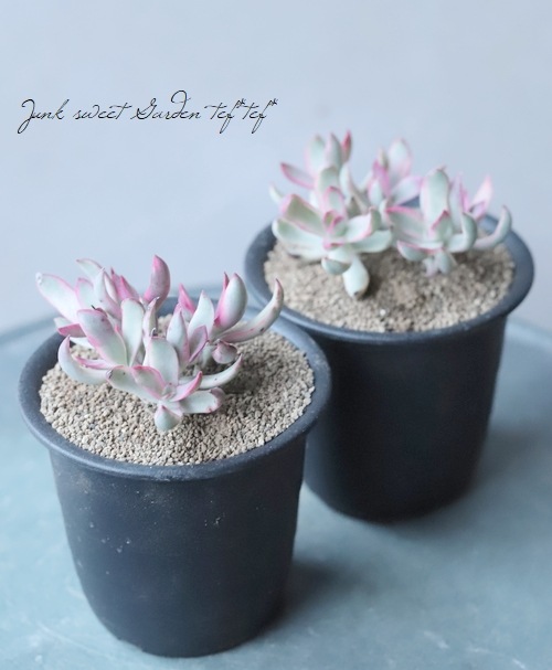 多肉植物  クラッスラ ルブリカウリス　キャンディケイン 抜き苗 バルコニー/ベランダの投稿画像 by LeoNさん｜多肉植物とクラッスラ属