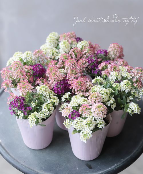 �������ȥ���å��ࡡ�إ����ǥ����顼�١�1�ġ�