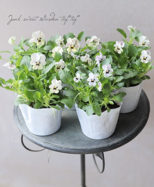 ビオラ・ももかシリーズ 『みやび』 | すべての商品 | | Junk sweet