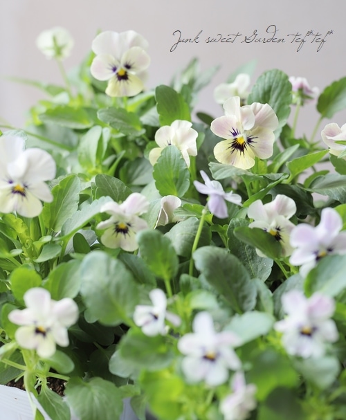 ビオラ・ももかシリーズ 『みやび』 | すべての商品 | | Junk sweet