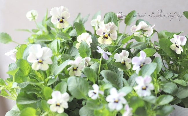 ビオラ・ももかシリーズ 『みやび』 | すべての商品 | | Junk sweet