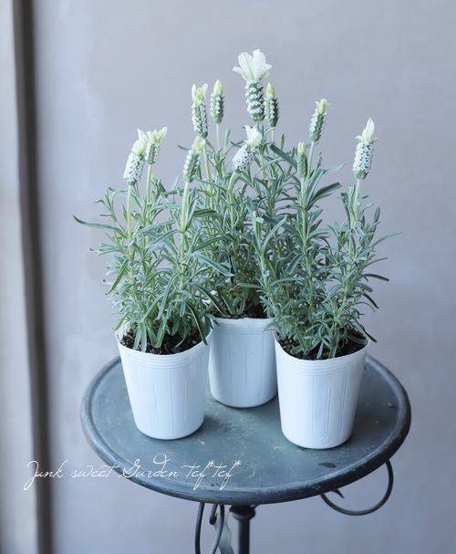 フレンチラベンダー 『クリスタルホワイト』 | すべての商品 | | Junk