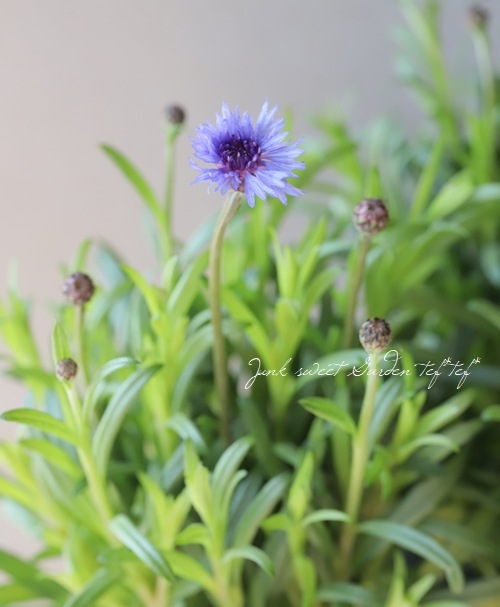 ����ȡ��쥢 (�����)����MIX�١��ֿ����ڤ��ߢ�