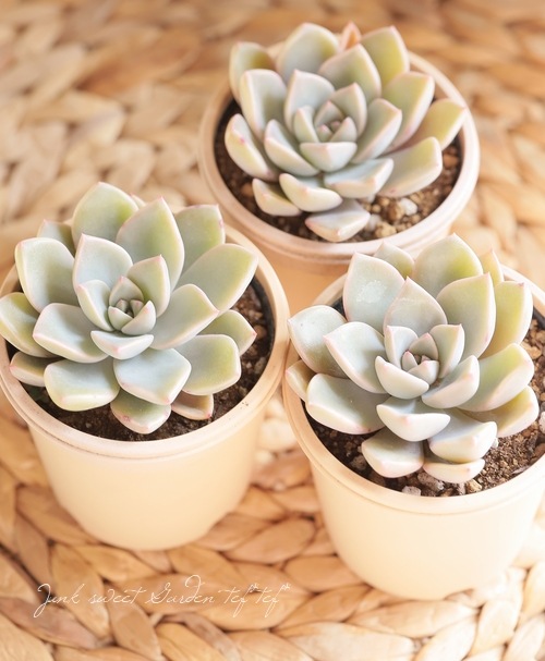 多肉植物】 『ピンクプリティ』 グラプトベリア属 いとうぐりーん