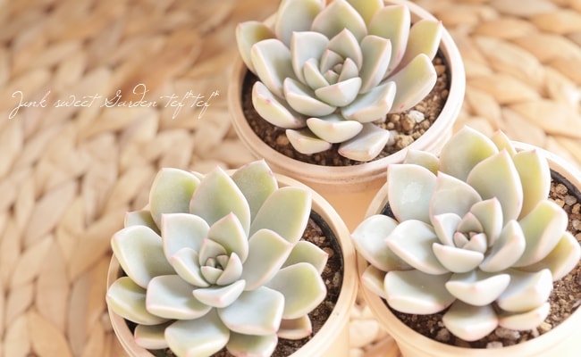 ピンクチップ錦♥マジョリカ様専用♥ 多肉植物 エケベリア 【公式通販】