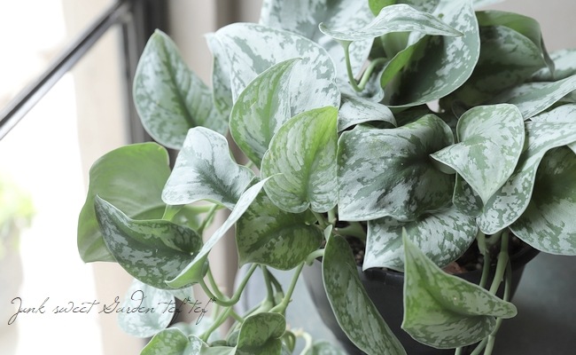 ��������ץ������ԥ��������إȥ�ӡ��١��إȥ쥦�ӡ���