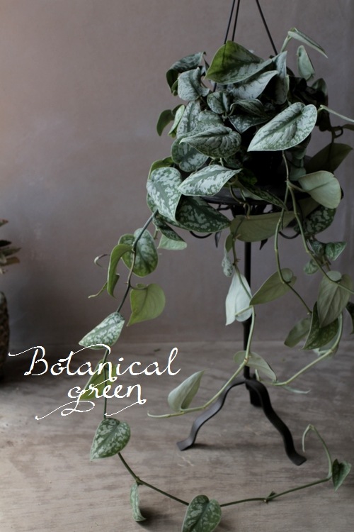 ��������ץ������ԥ��������إȥ�ӡ��١��إȥ쥦�ӡ���