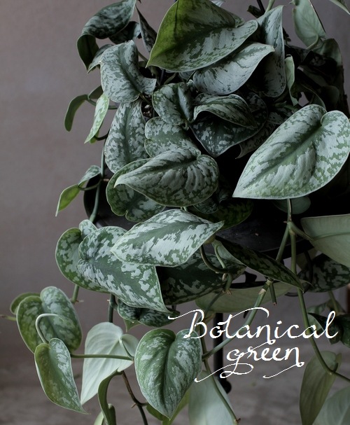 ��������ץ������ԥ��������إȥ�ӡ��١��إȥ쥦�ӡ���