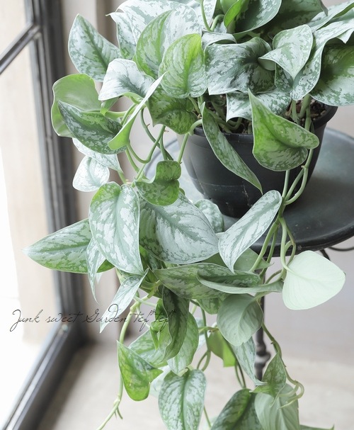 スキンダプサス・ピクタス 『トレビー』 『トレウビー』 | すべての