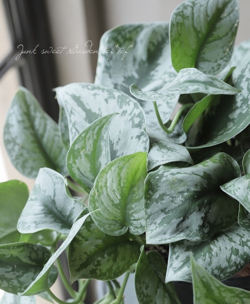 ��������ץ������ԥ��������إȥ�ӡ��١��إȥ쥦�ӡ���