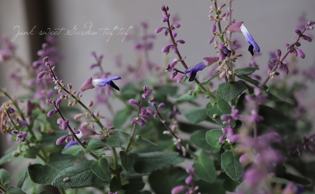 餭Хӥإߥȥ顼 󥿡