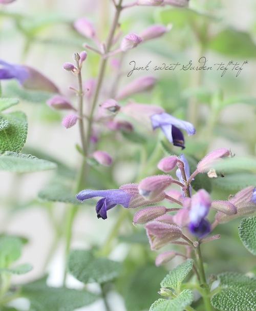 餭Хӥإߥȥ顼 󥿡