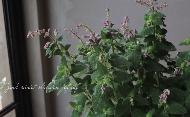 餭Хӥإߥȥ顼 󥿡