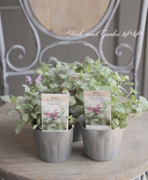 ߥࡡإӡ󥷥С١ԥ󥯥ѡץ