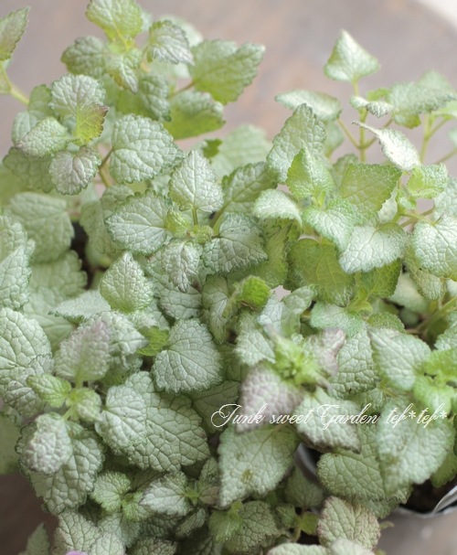 ߥࡡإӡ󥷥С١ԥ󥯥ѡץ