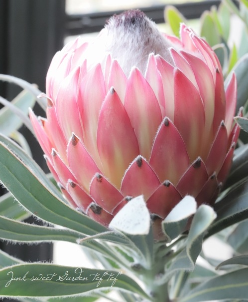 プロテア 『ポッサムマジック』 オーストラリアンプランツ【B