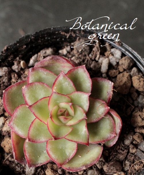 多肉植物】 『 Fire Lip hyb -ファイアーリップ・ハイブリット-』 韓国