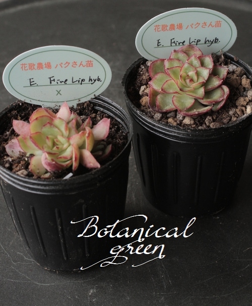 多肉植物】 『 Fire Lip hyb -ファイアーリップ・ハイブリット-』 韓国